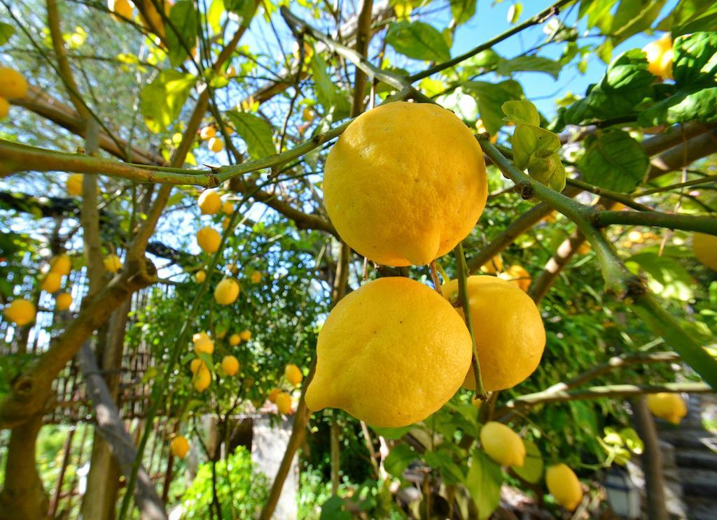 Neranya Lägenhet Massa Lubrense Rum bild